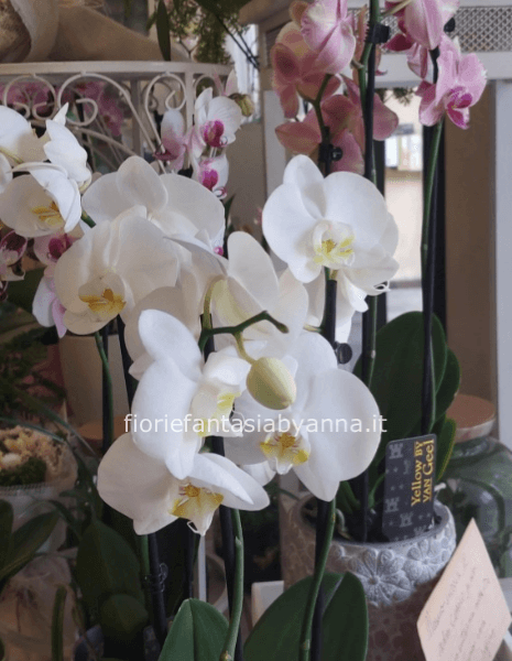 Pianta di phaleonopsis a 2 steli (versione grande)