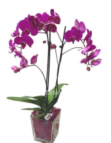 Pianta di Phaleonopsis a 2 steli (versione piccola)