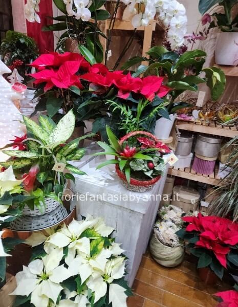 Dimentica il catalogo infinito anche per il Natale:  Disponibiltà reale via messaggio WhatsApp