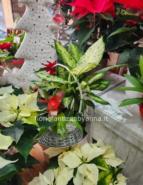 Dimentica il catalogo infinito anche per il Natale: Disponibiltà reale via messaggio WhatsApp