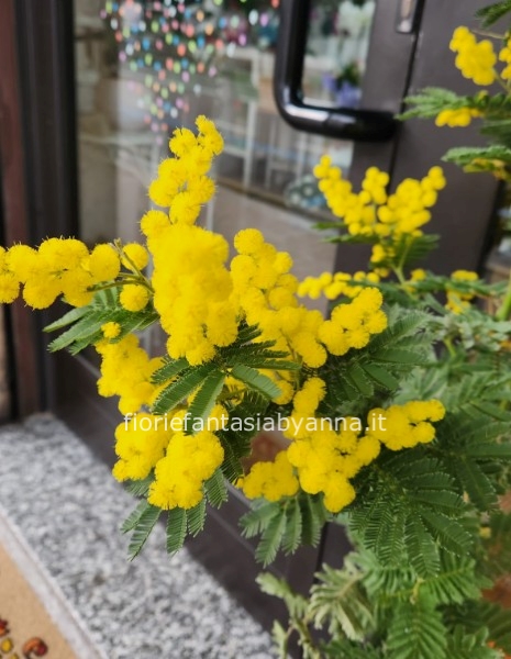 Dimostra il tuo affetto regalando un fiore   arricchito dalla mimosa,simbolo della Festa della Donna